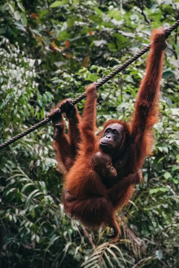 travelling to orang utan with tour operator