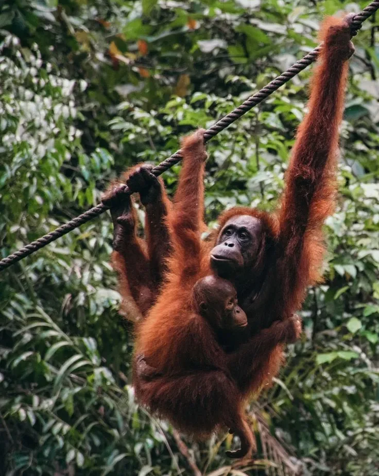 travelling to orang utan with tour operator